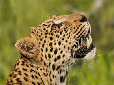 姜姿姿厉霆琛（一胎四宝，她被厉总夜夜娇宠）全文免费阅读无弹窗_一胎四宝，她被厉总夜夜娇宠姜姿姿厉霆琛最新小说_笔趣阁